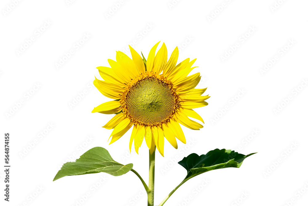 Fototapeta premium Single yellow sunflowers blooming with stem and green leaf isolated on white background,clipping path