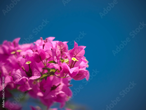 Fototapeta Naklejka Na Ścianę i Meble -  pink and blue flowers