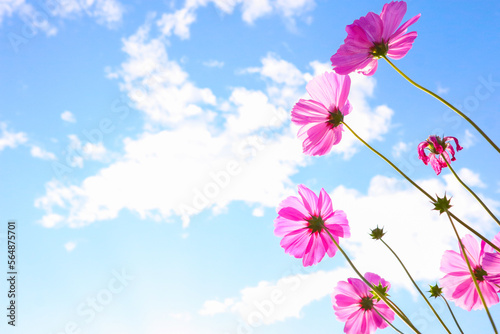 Beautiful cosmos flowers in garden.