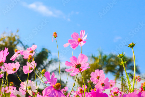 Beautiful cosmos flowers in garden. © wanatithan