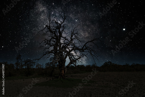 Old spooky oak tree at night