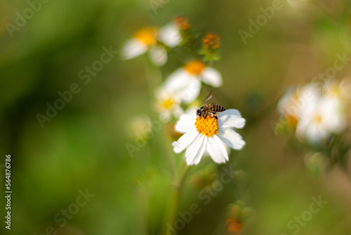 bee on flower © Champ