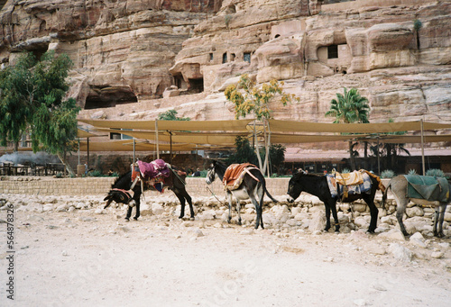 Mules tethered in Petra, Jordan. photo
