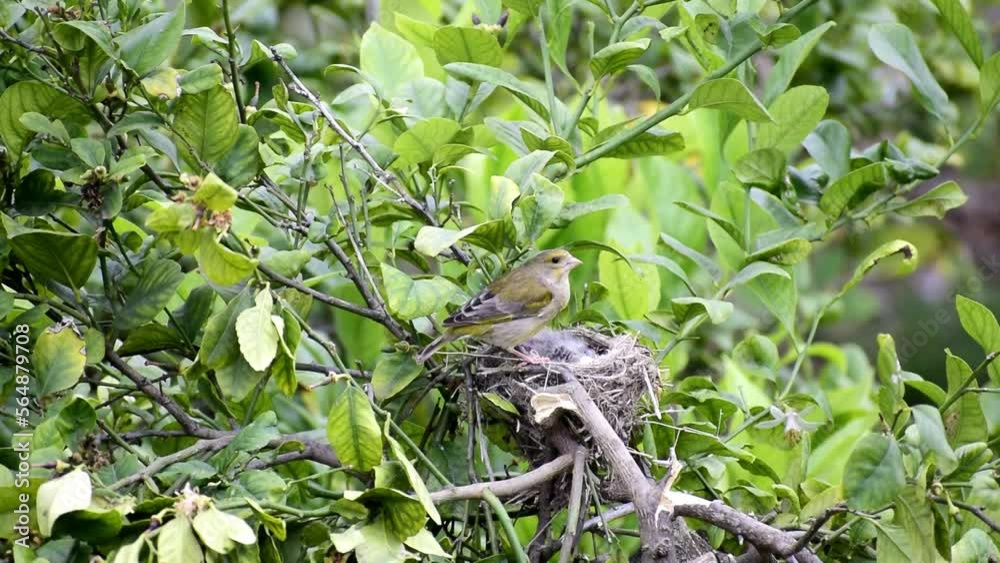 The European greenfinch, or just greenfinch Chloris chloris , a small passerine bird feeding baby birds in nest at the wild. The European greenfinch, or just greenfinch Chloris chloris , a small passerine bird feeding baby birds in nest at the wild.