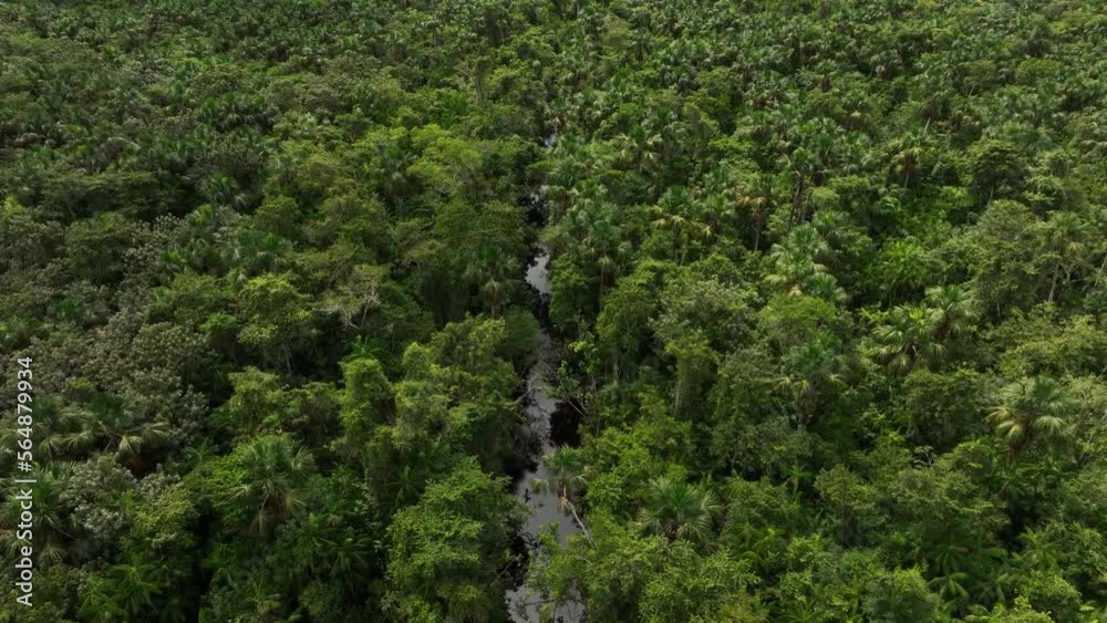 Aerial flight along the small river in tropical jungle rainforest in Orinoco Delta. Venezuela.
