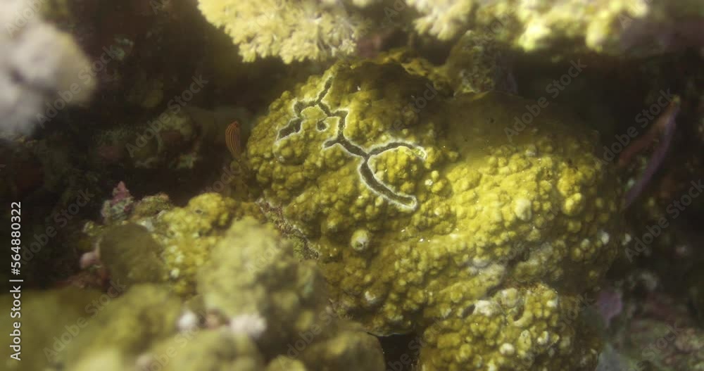 Acropora coral in the Reef, known as table coral, elkhorn coral, and