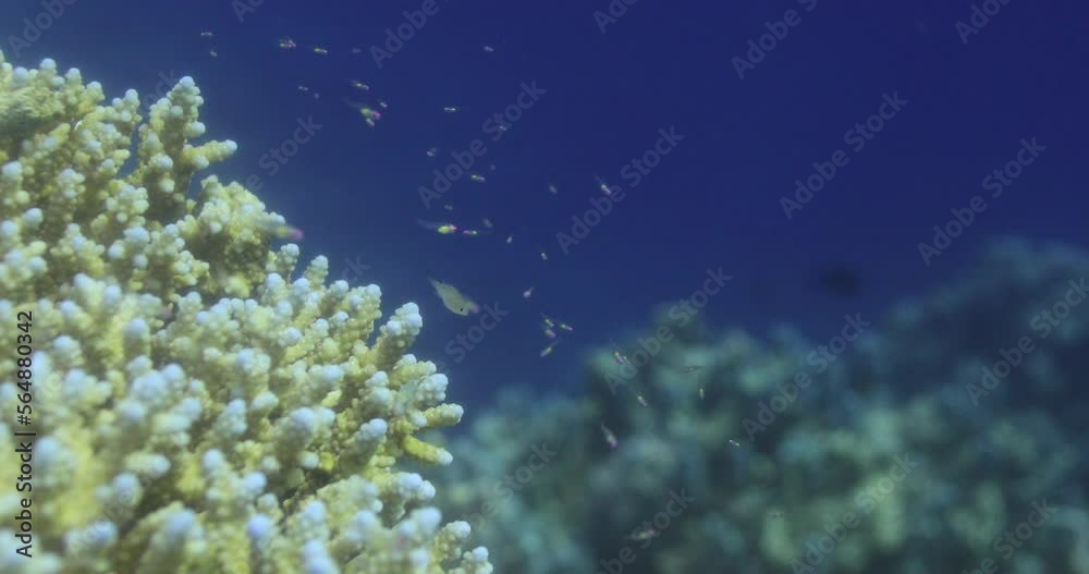Acropora coral in the Reef, known as table coral, elkhorn coral, and