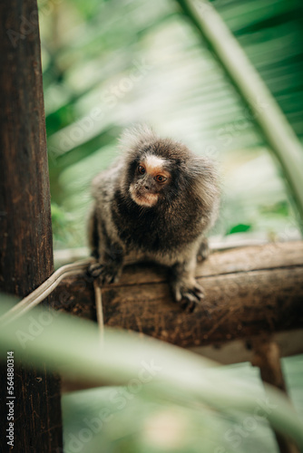 Titi Monkey photo