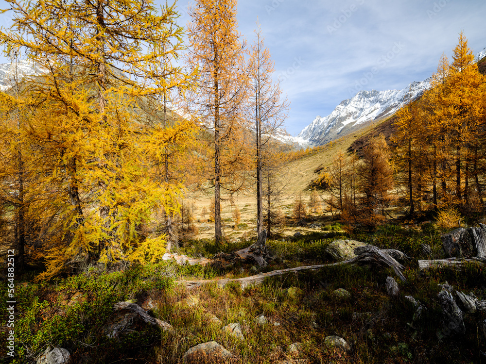 Larch forest at Fafleralp Larch forest at Fafleralp