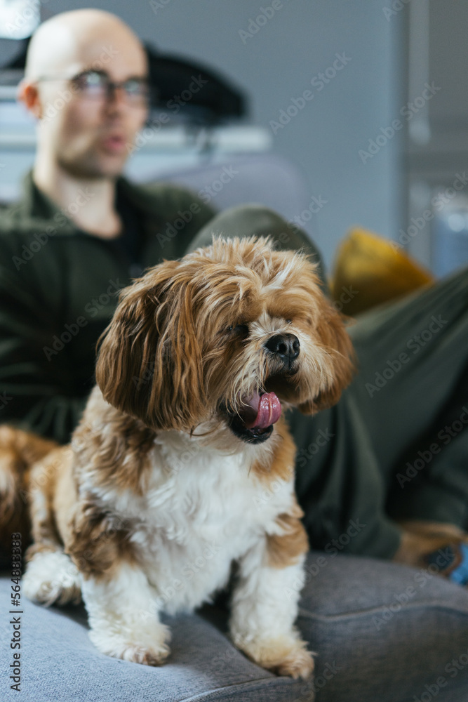 Сute dog yawning Сute dog yawning