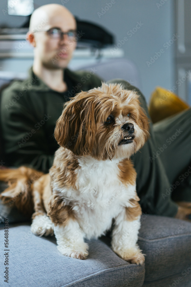 Сute little dog on the couch Сute little dog on the couch