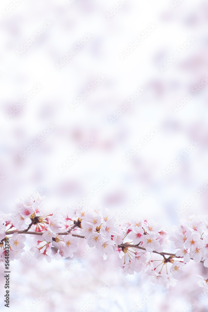 Naklejka premium 만발한 벚꽃나무 풍경