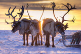 Reindeer in winter Tundra