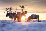 Reindeer in winter Tundra