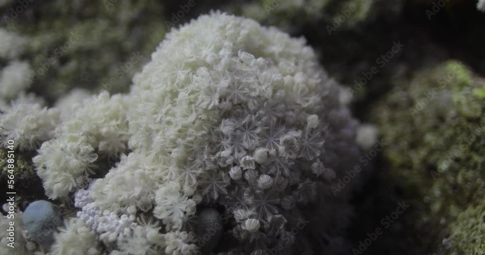 Goniopora, often called flowerpot coral, is a genus of colonial stony coral found in the Red Sea are an enigmatic coral that has captured the fancy of many a reef hobbyist Goniopora, often called flowerpot coral, is a genus of colonial stony coral found in the Red Sea are an enigmatic coral that has captured the fancy of many a reef hobbyist