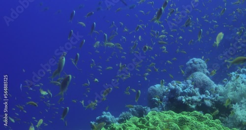 Lettuce Leaf Coral in The Reef of Red Sea surrounded by Anthias Fish photo