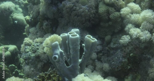 Callyspongia Sponge Coral or Colonial tube-sponge (siphonochalina siphonella)  in The Reef of The Red Sea , Callyspongia is a genus of demosponges in the family Callyspongiidae. photo