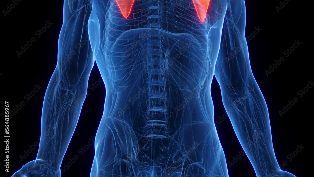 3D rendered medical animation of a man's pectoralis minor 3D rendered medical animation of a man's pectoralis minor