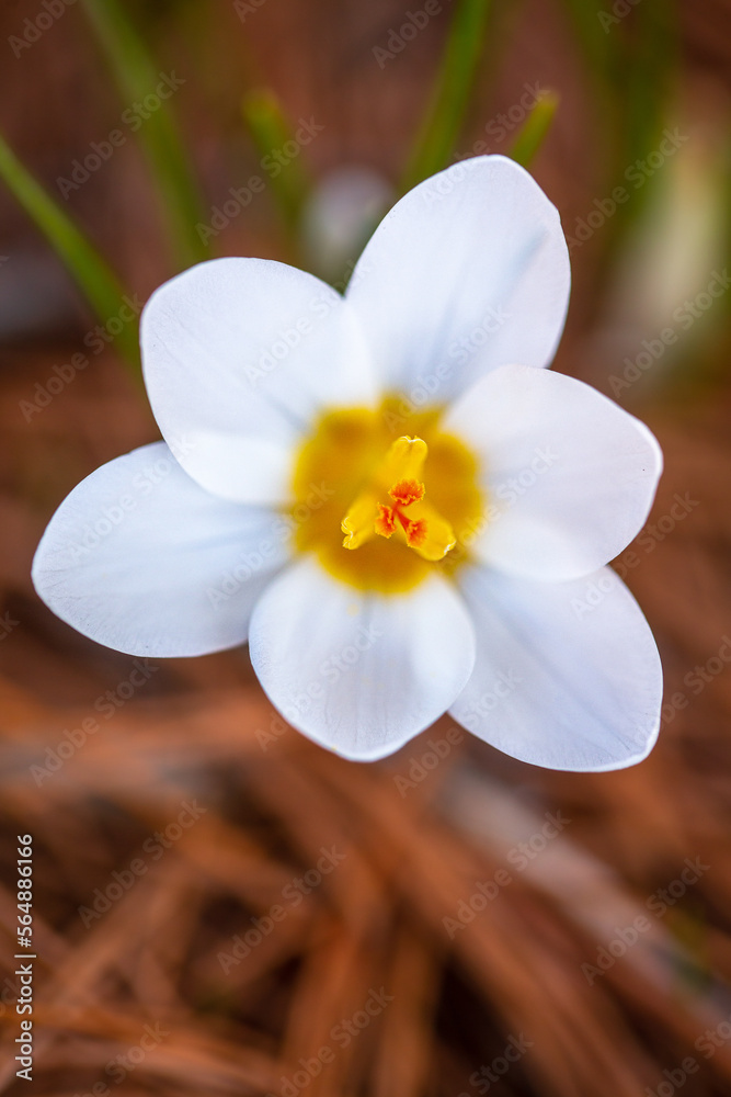 white and yellow crocus emerging from a bed of pine needles white and yellow crocus emerging from a bed of pine needles
