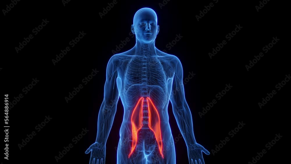 3D rendered medical animation of a man's psoas major 3D rendered medical animation of a man's psoas major