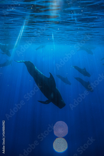 Pilot Whales Swimming Down in Hawaii 