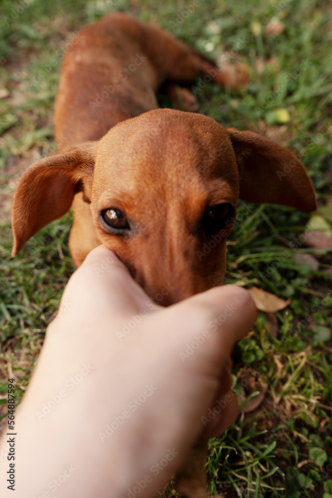 Beautiful dachshund puppy posing outdoors Beautiful dachshund puppy posing outdoors