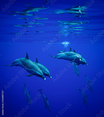 Wild Spotted Dolphins Swimming by in Hawaii 