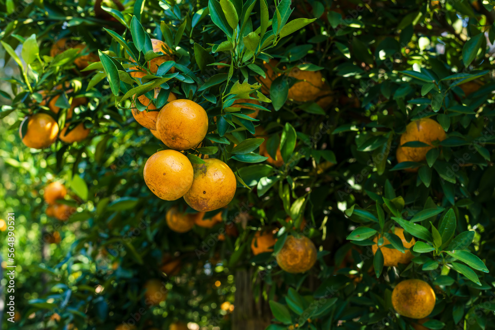 Orange tree, Oranges branch with green leaves