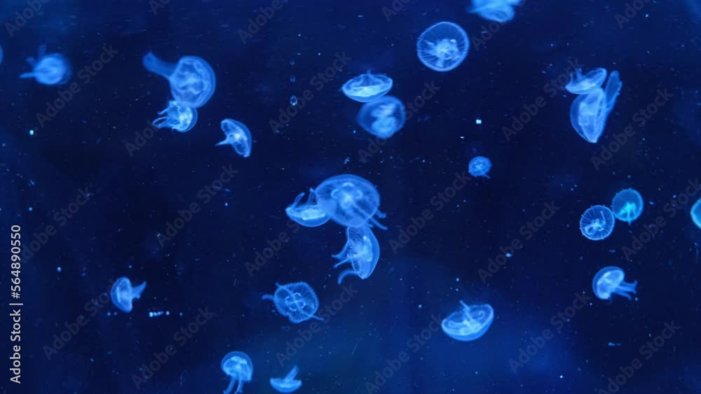 sea moon jellyfish floating in a translucent blue light color on a dark background. Aurelia Aurita swims under water, removes the moving pattern of a glowing jellyfish.4K space video sea moon jellyfish floating in a translucent blue light color on a dark background. Aurelia Aurita swims under water, removes the moving pattern of a glowing jellyfish.4K space video