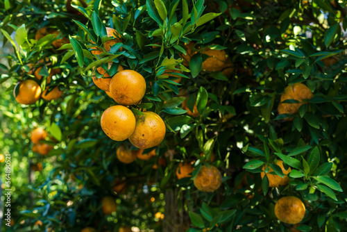 Orange tree, Oranges branch with green leaves