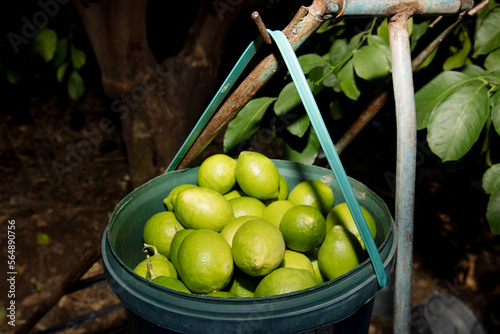 Harvesting lemons photo