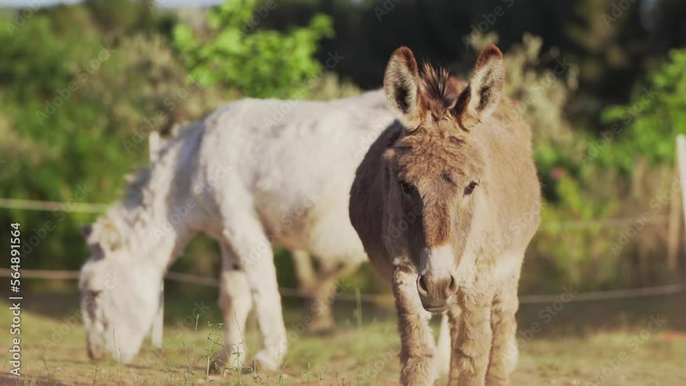Cute fluffy donkey coming to greet visitor Cute fluffy donkey coming to greet visitor