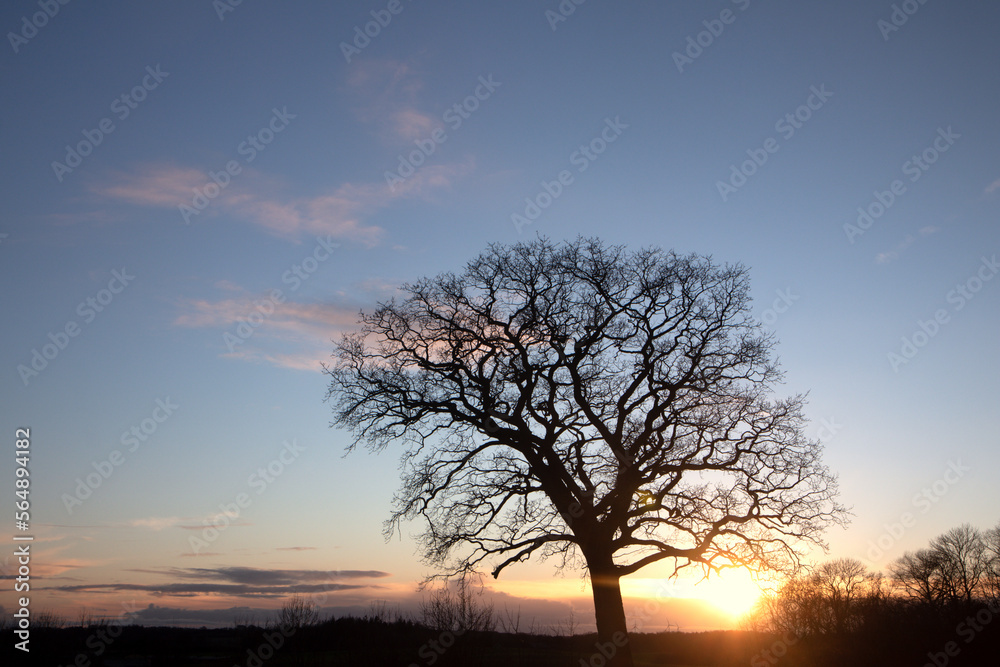 Silhouette of a tree with orange evening sky after sunset at dawn. Silhouette of a tree with orange evening sky after sunset at dawn.