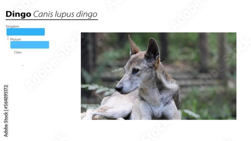 BR_TC_Subspecies_Dingo.mp4 photo