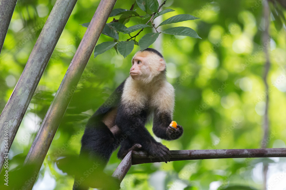 Climbing Capuchin Climbing Capuchin