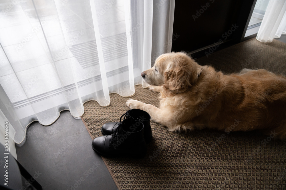 Dog Waiting for His Owner At Corridor Stock Photo Adobe Stock