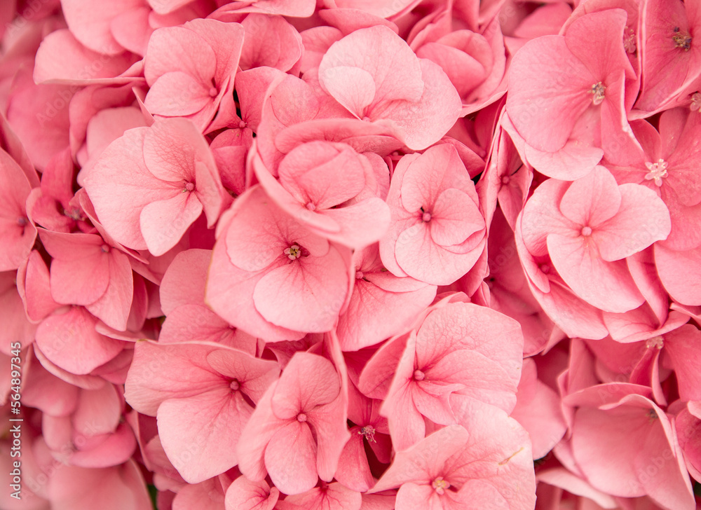 Hydrangea