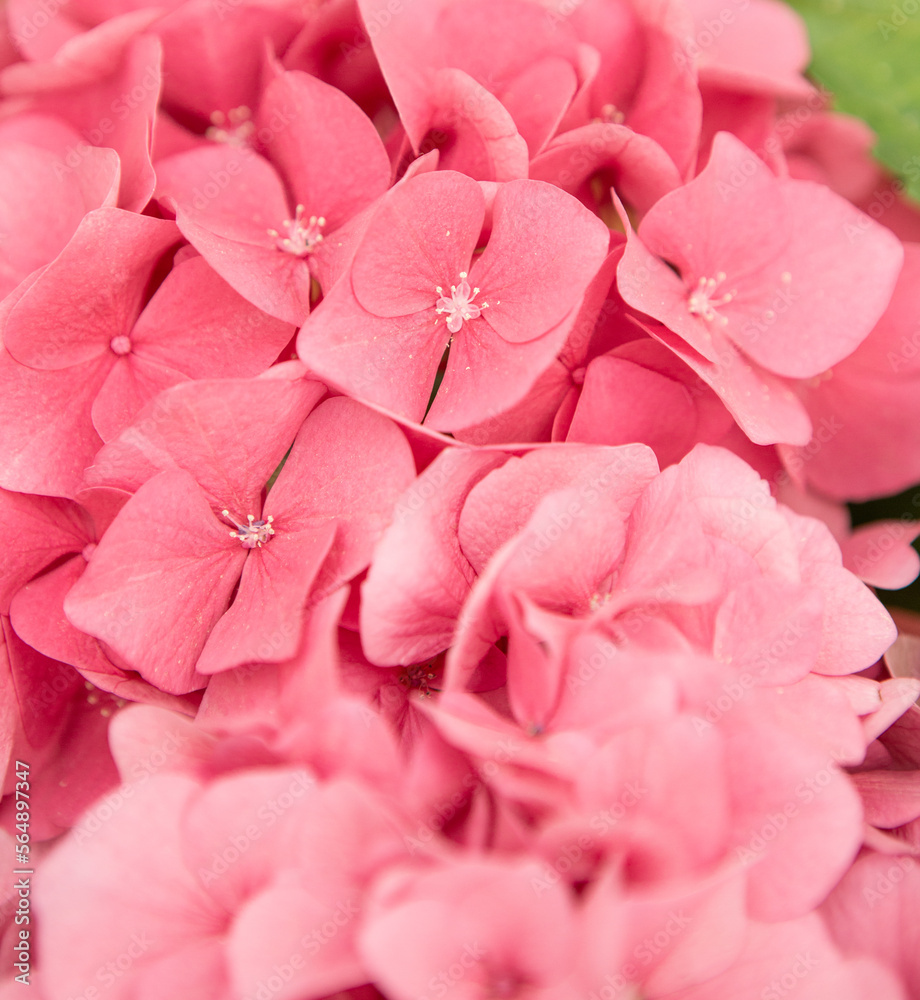 Hydrangea Hydrangea