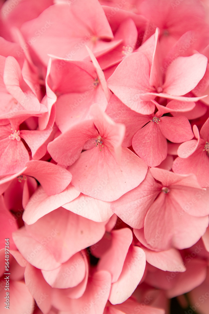 Hydrangea Hydrangea