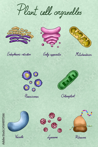 Collection of plant cell organelles illustration photo
