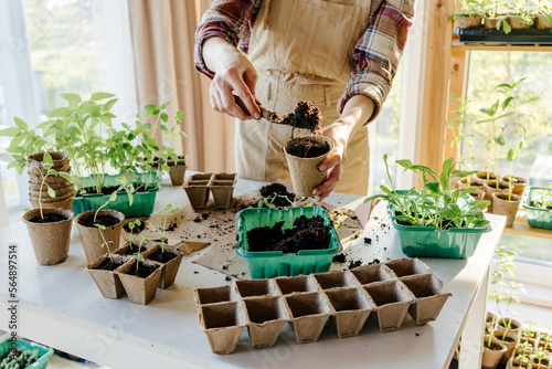 Anonymous person filling biodegradable peat pot with soil photo