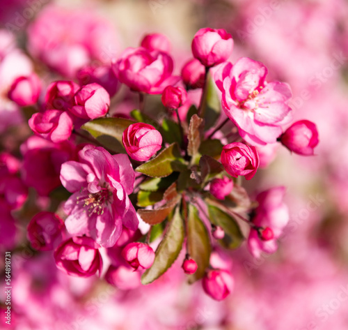 pink flower buds of blooming cherry sakura tree in spring. flowering