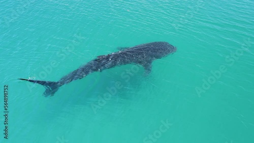Whale shark swimming slowly 
at the surface of the water photo