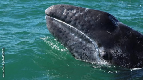 Gray whale calf up very close photo