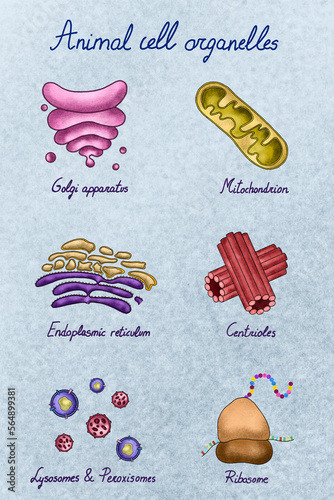 Collection of animal cell organelles illustration photo