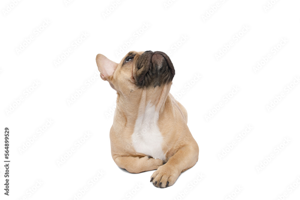 French bulldog lying with paws, looking up on isolated white background French bulldog lying with paws, looking up on isolated white background