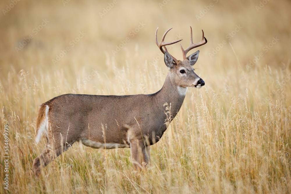 White-tailed Deer White-tailed Deer