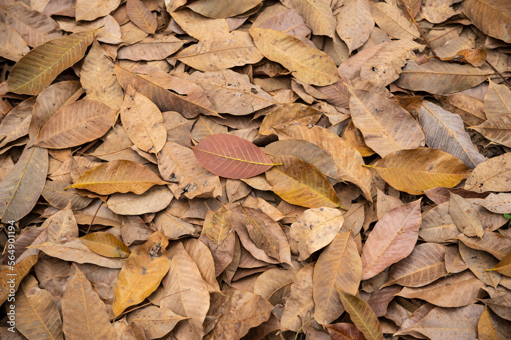 Top view of red, green and yellow leaves on the ground, Beautiful nature background, autumn concept Top view of red, green and yellow leaves on the ground, Beautiful nature background, autumn concept
