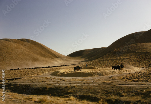 Grain Farming With Cows in Afghanistan photo