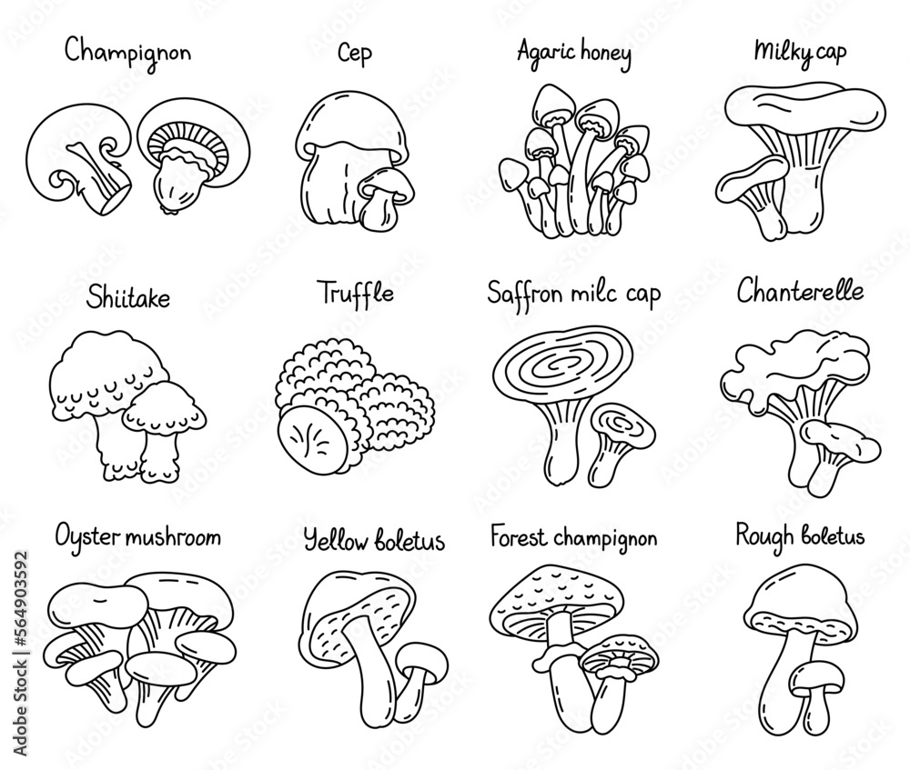 Edible mushrooms icon set. Vector line. Editable outline stroke. Edible mushrooms icon set. Vector line. Editable outline stroke.
